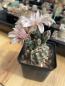 Preview: Gymnocalycium parvulum